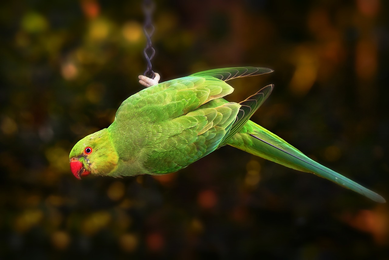 ring necked parakeet  parrot  bird free photo