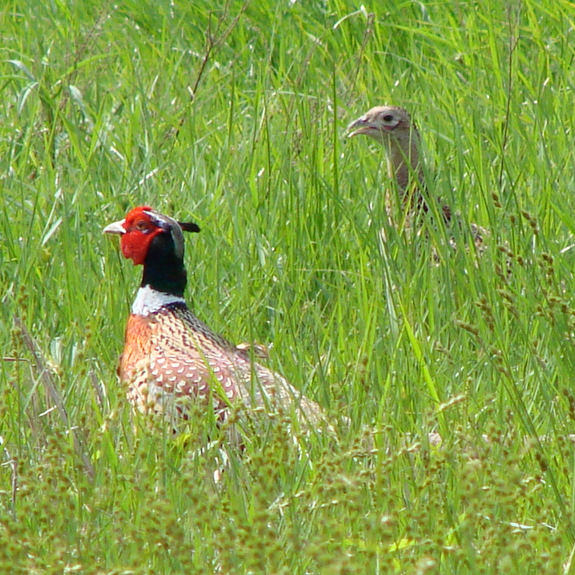 ring necked pheasant male female free photo