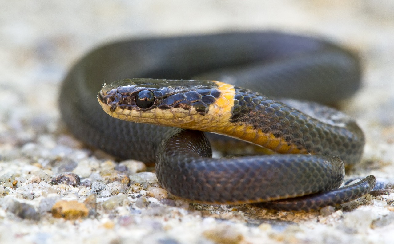 ring-necked snake coiled reptile free photo