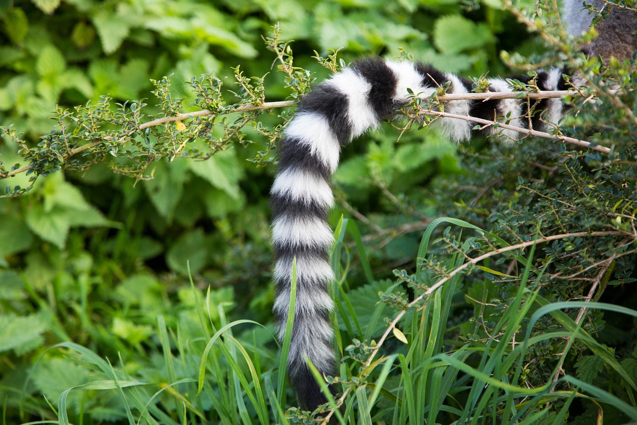 ring tail lemur primate free photo