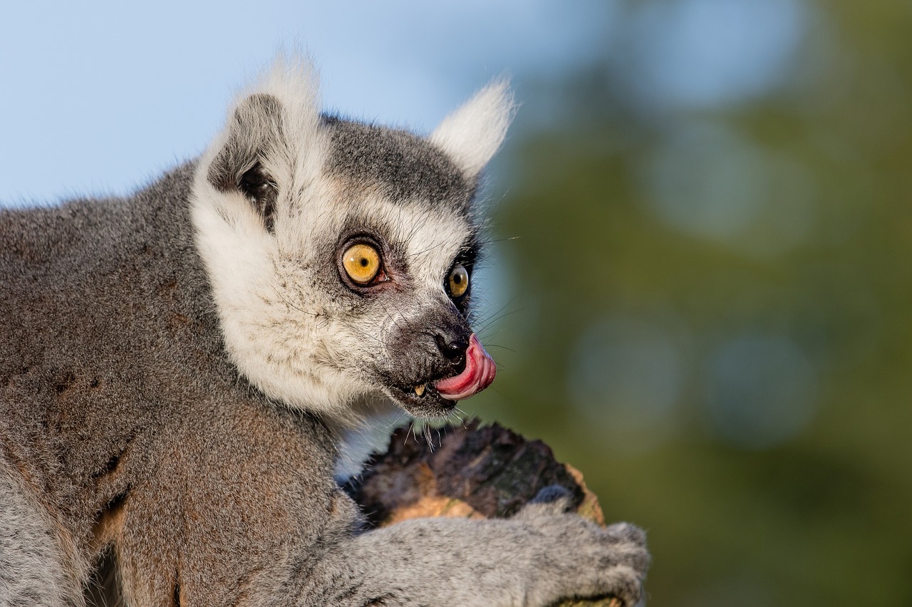 ring tailed lemur primate mammal free photo