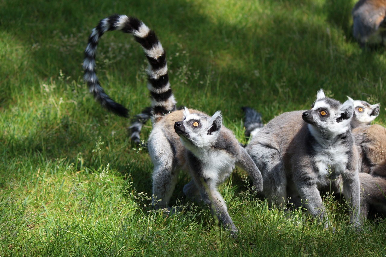 ring tailed lemur lemur primates free photo