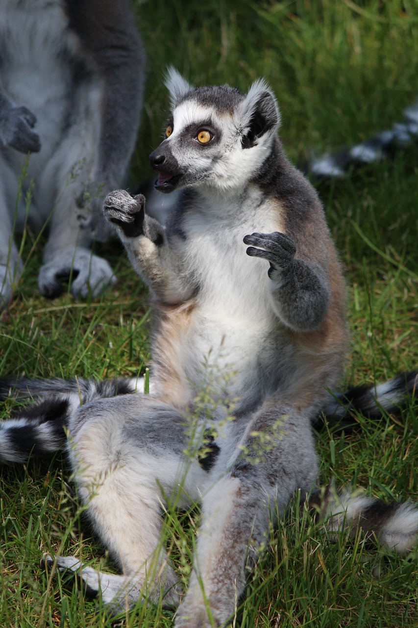 ring tailed lemur lemur primates free photo