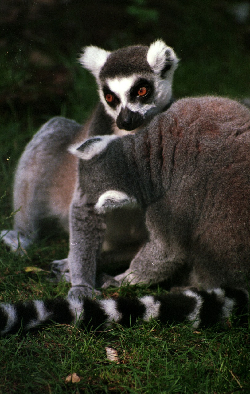 ring tailed lemur lemur primate free photo
