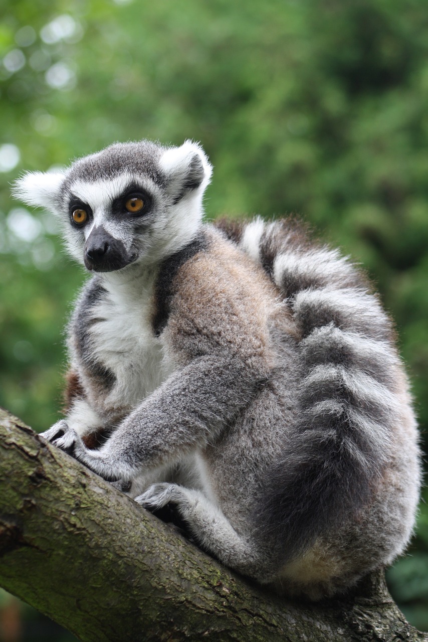ring tailed lemur monkey prosimian free photo