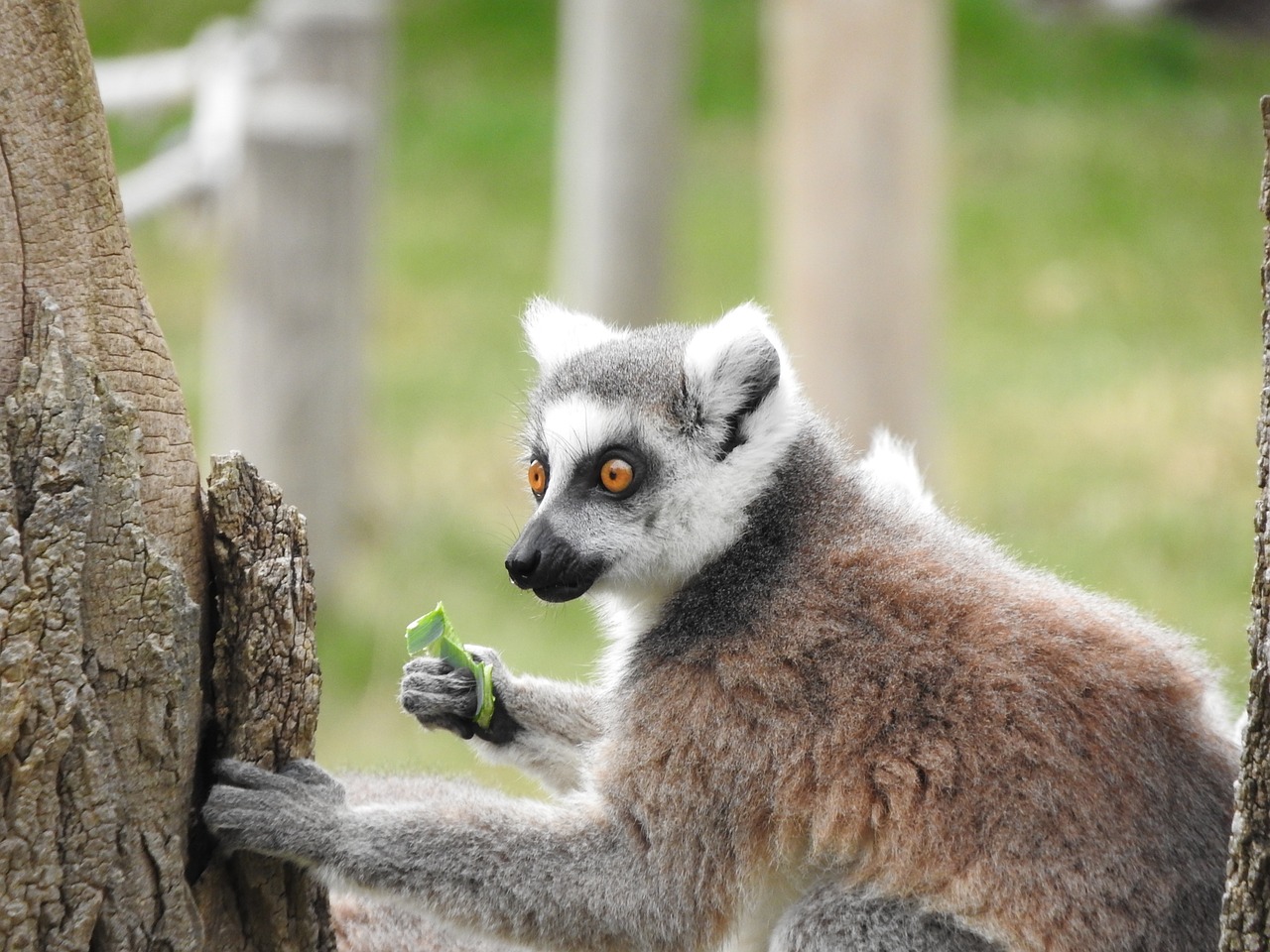 ring tailed lemur animal madagascar free photo