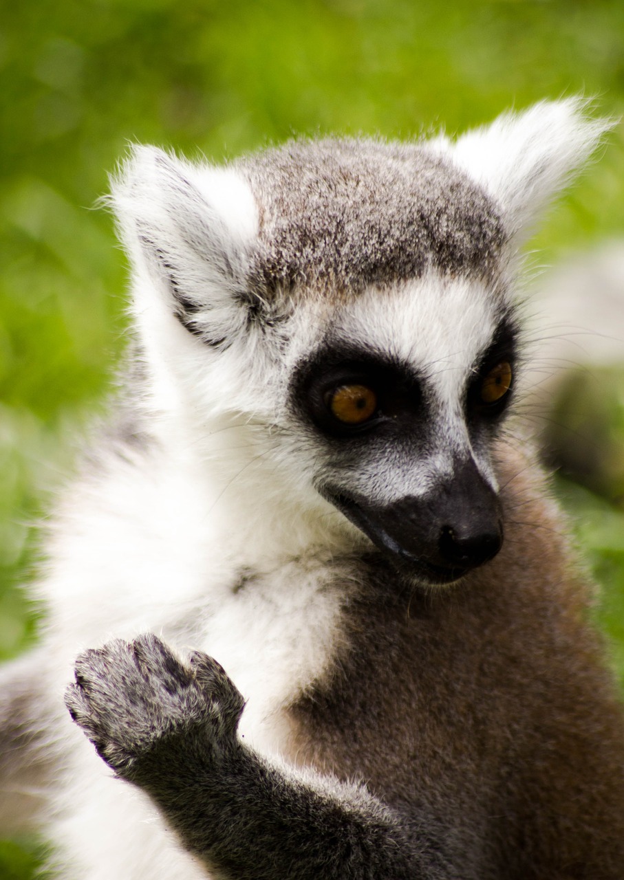 ring tailed lemur madagascar wildlife free photo