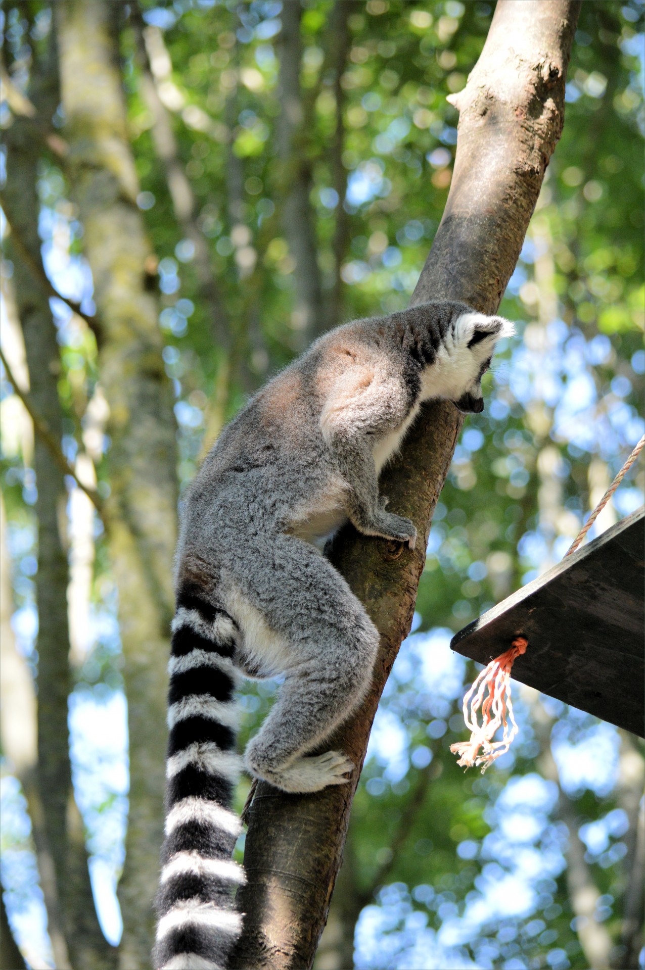 apes ring-tailed lemur free photo