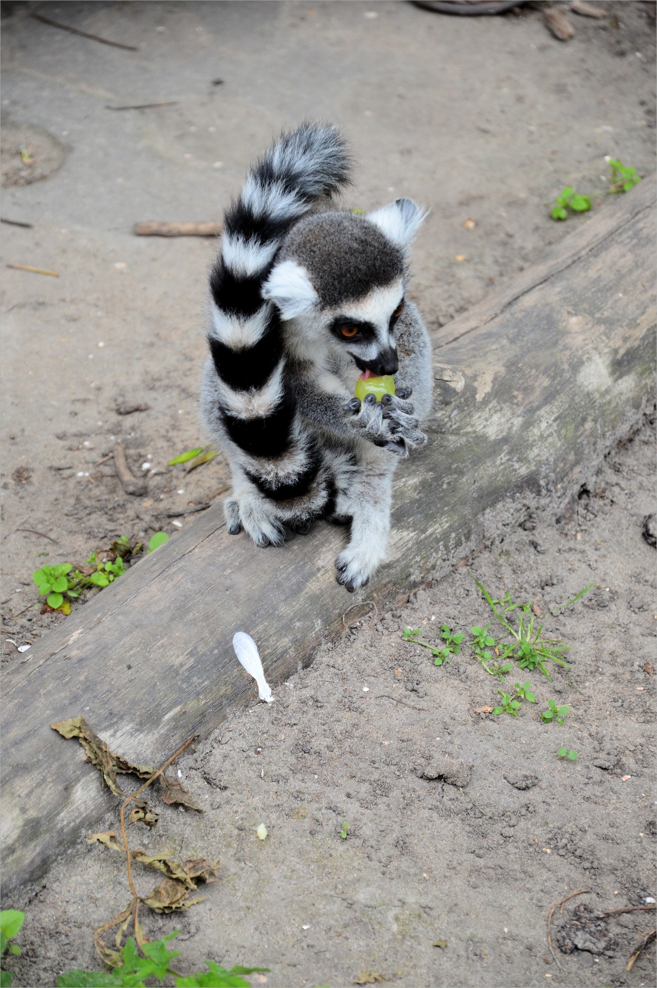 apes ring-tailed lemur free photo