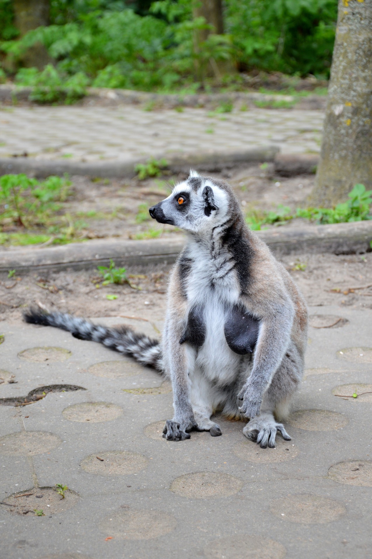 apes ring-tailed lemur free photo