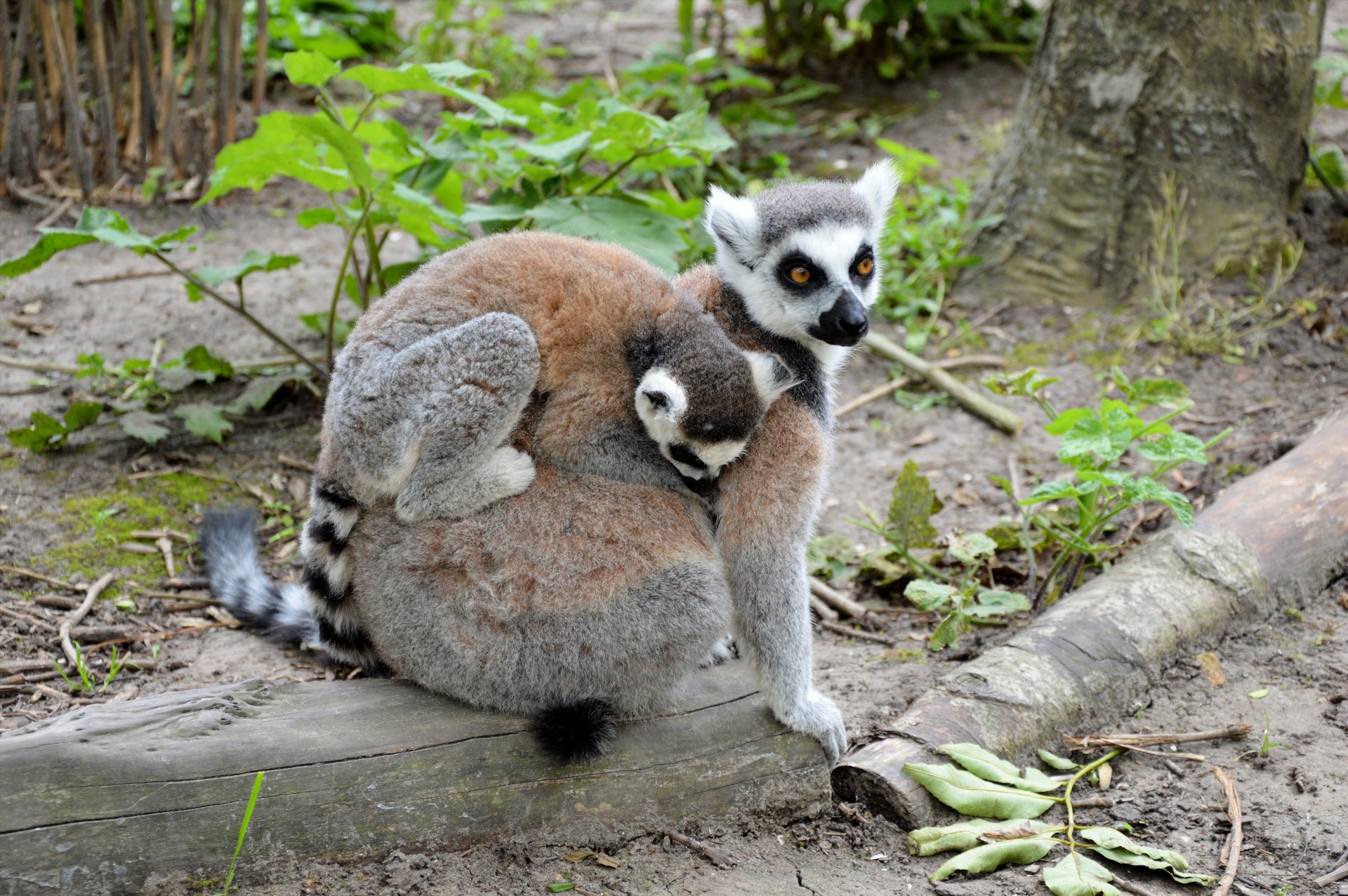 apes ring-tailed lemur free photo