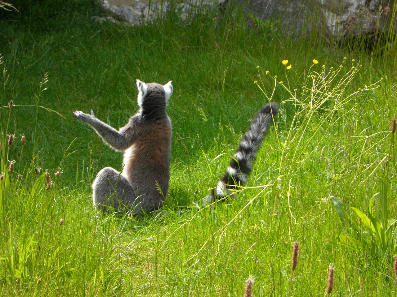 ring tailed lemur prosimians lemurs free photo