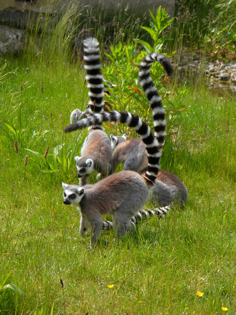 ring tailed lemur prosimians lemurs free photo