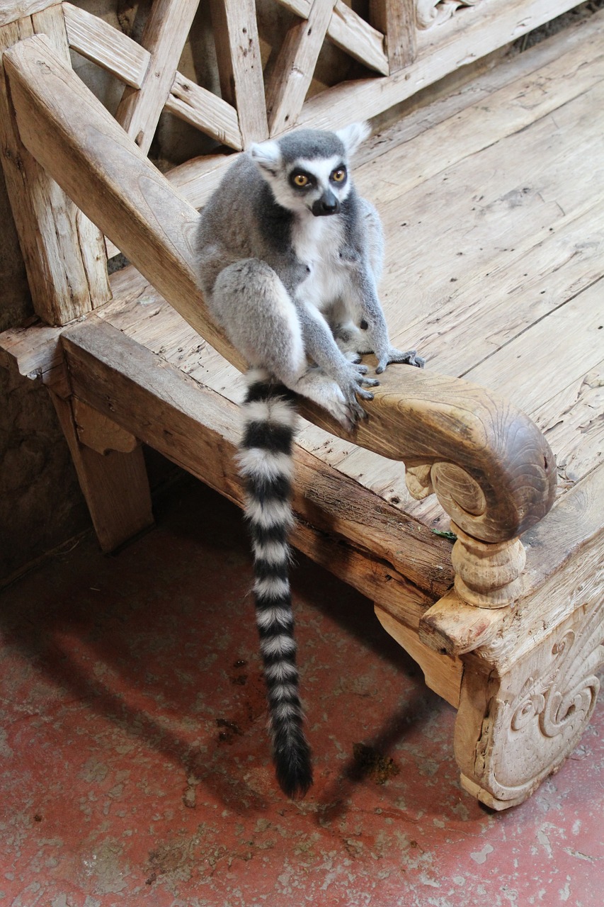 ring tailed lemur animal zoo free photo