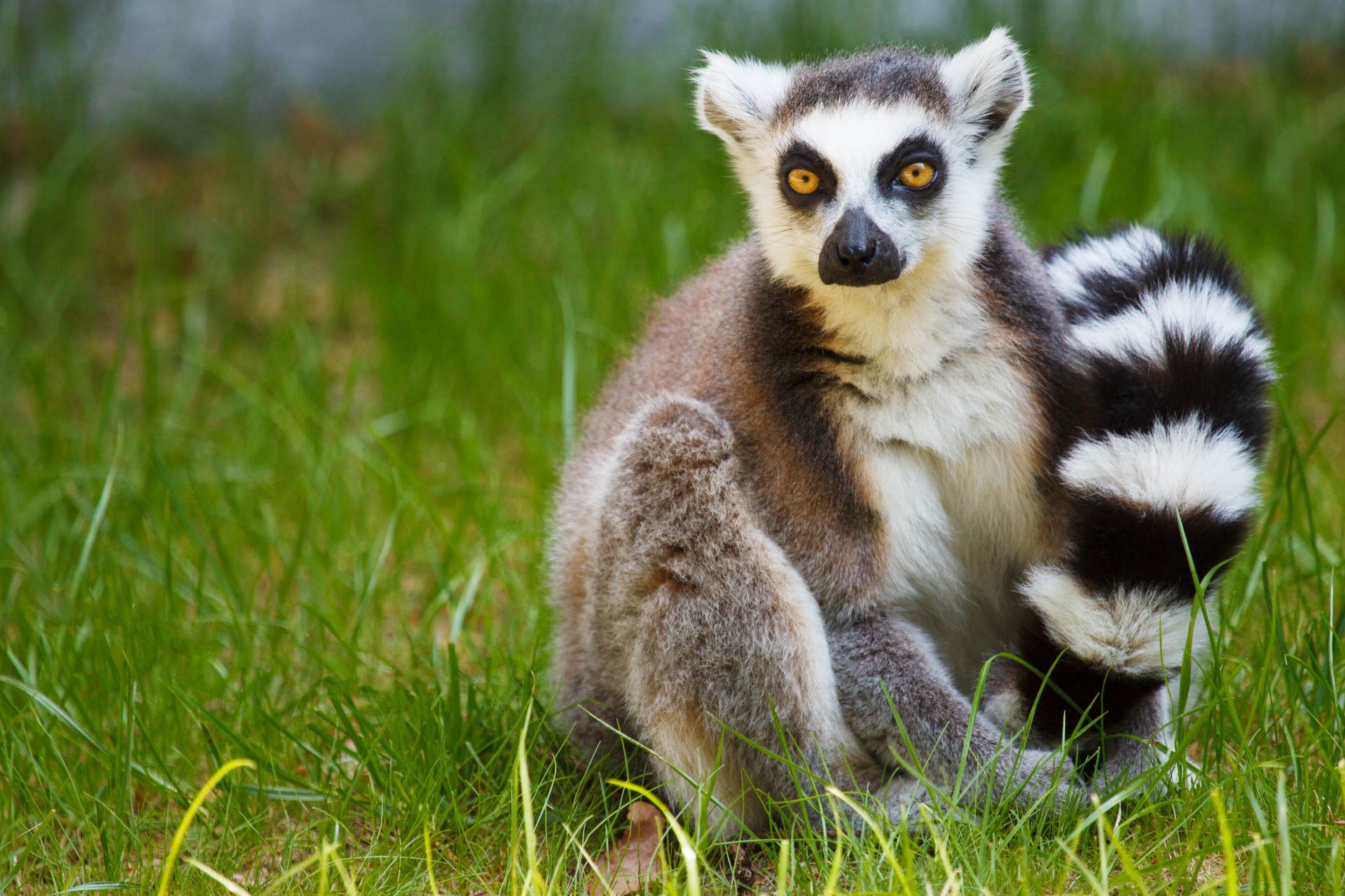 lemur grass madagascar free photo
