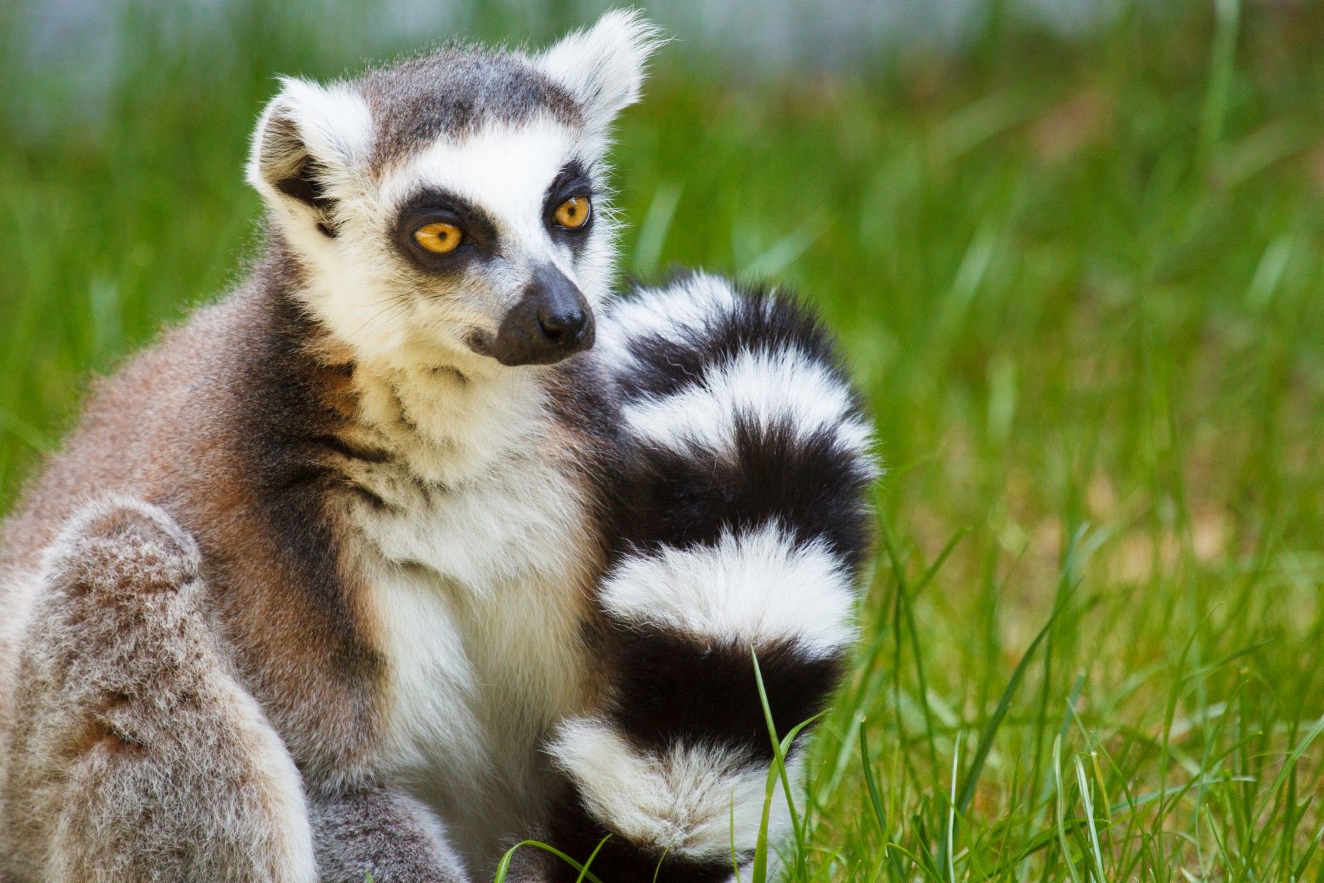 lemur grass madagascar free photo