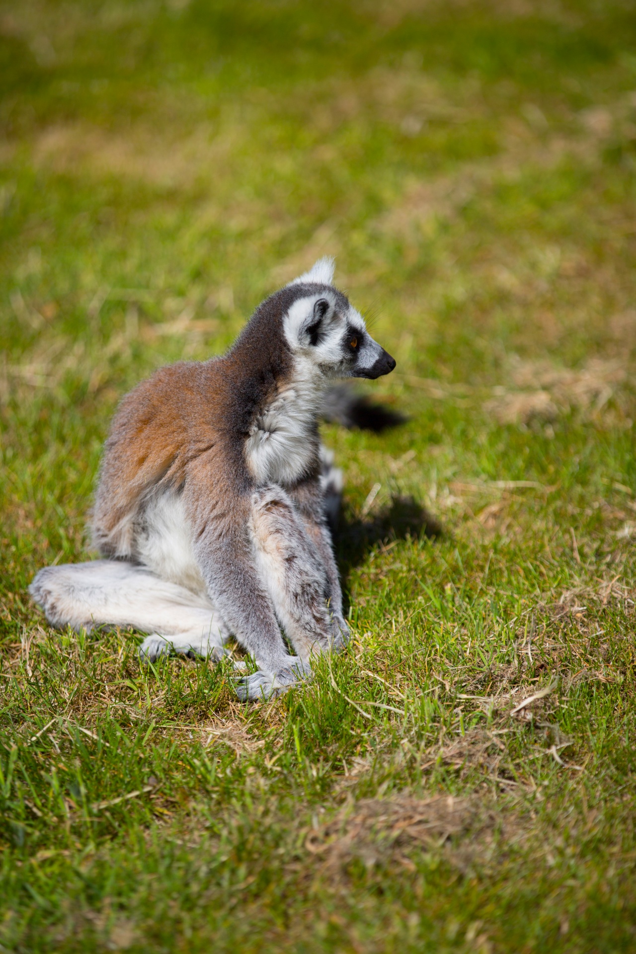 lemur park national free photo