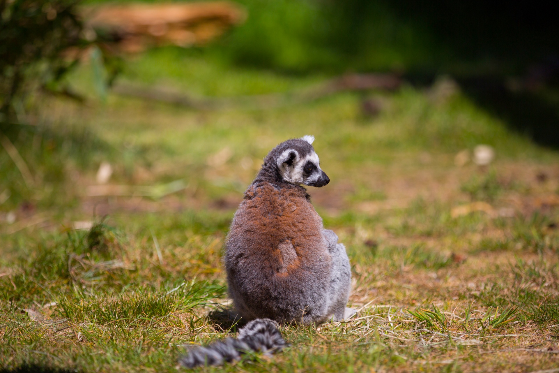 lemur park national free photo