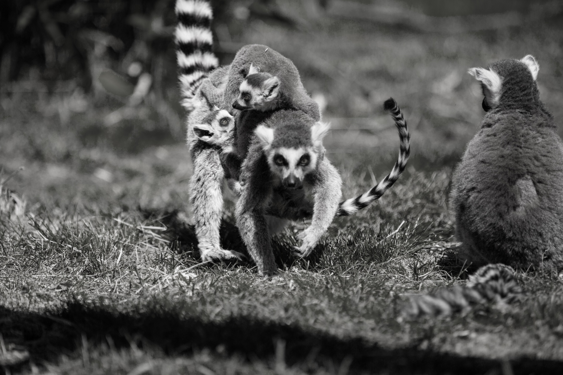 lemur park national free photo