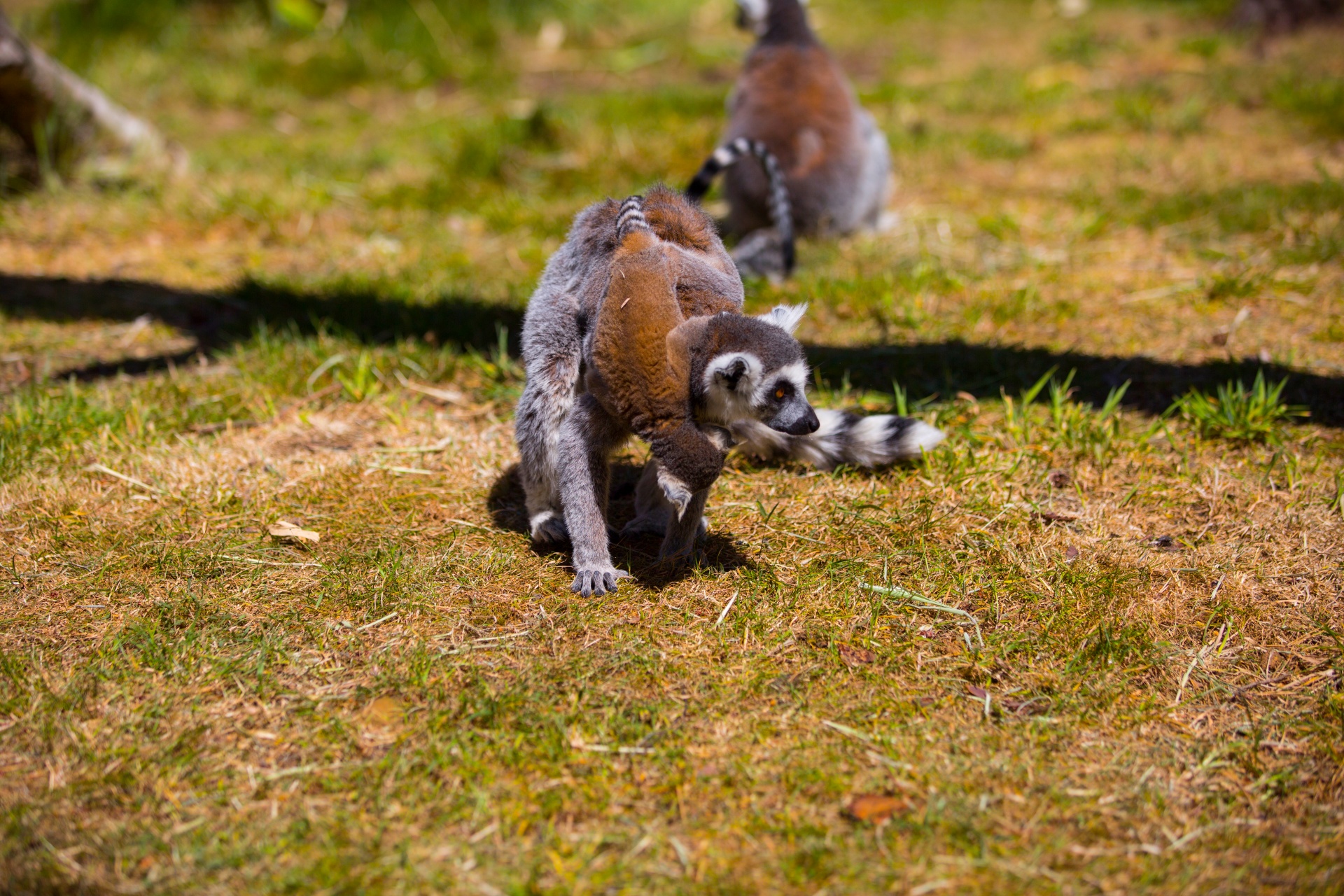 lemur park national free photo