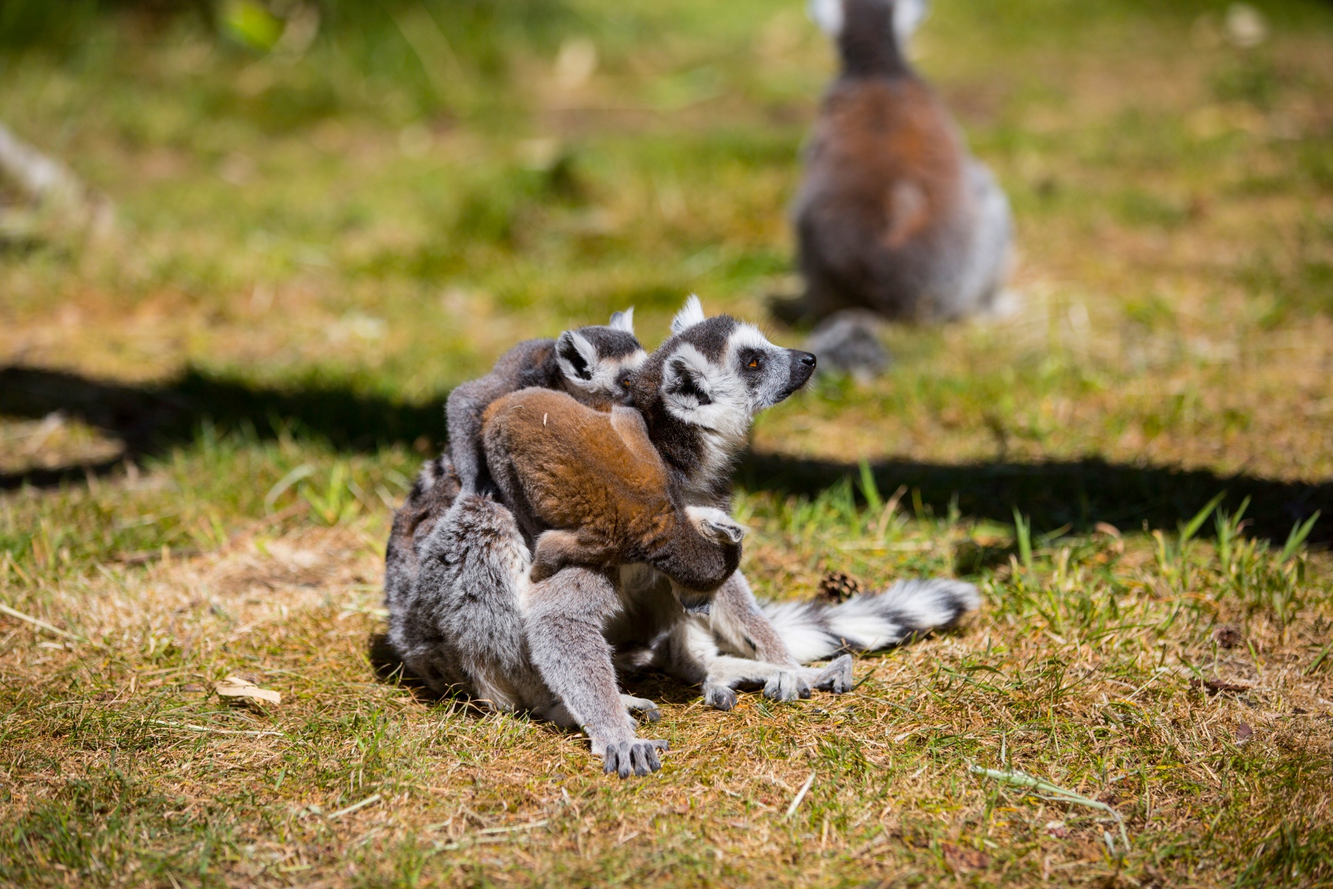 lemur park national free photo