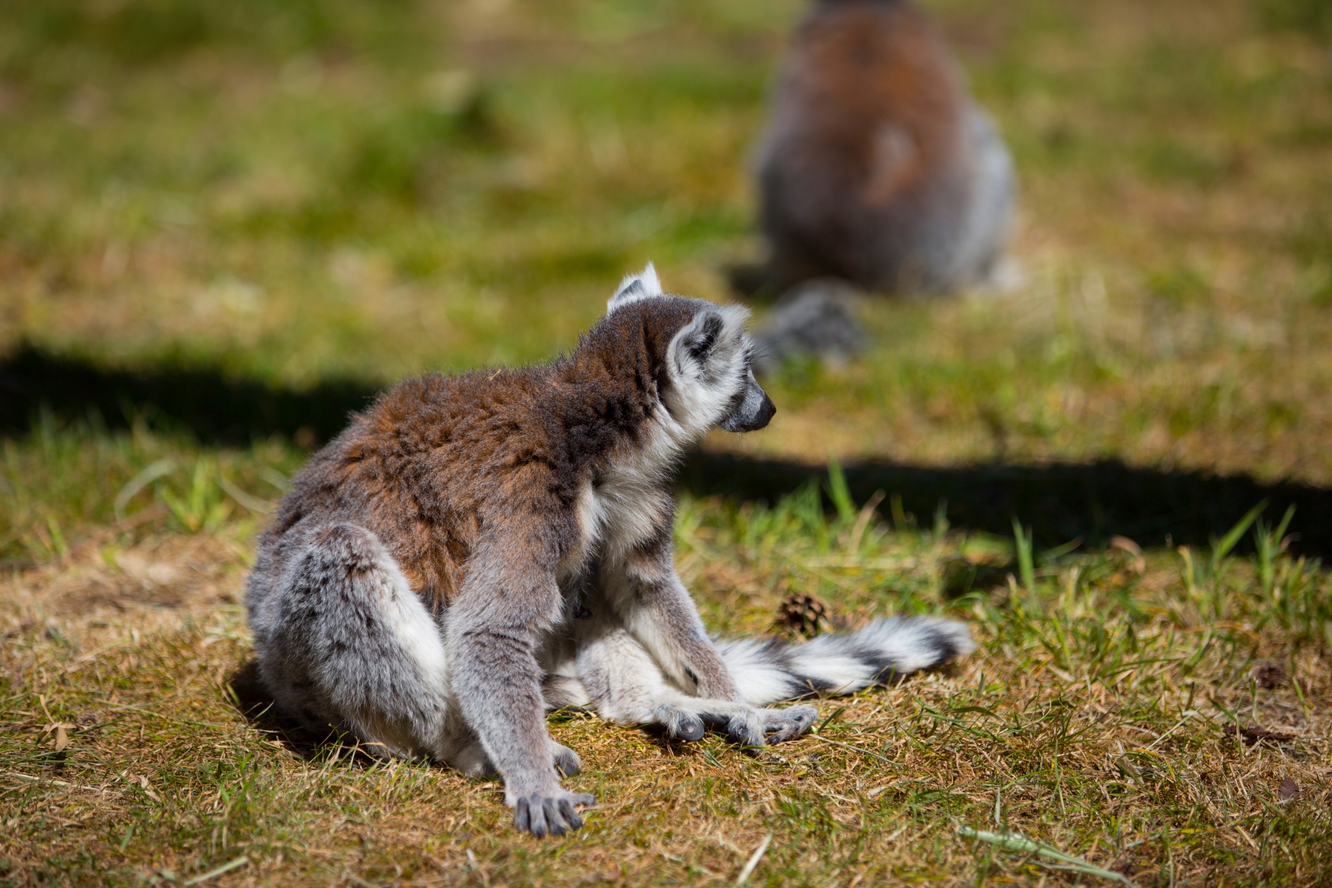 lemur park national free photo