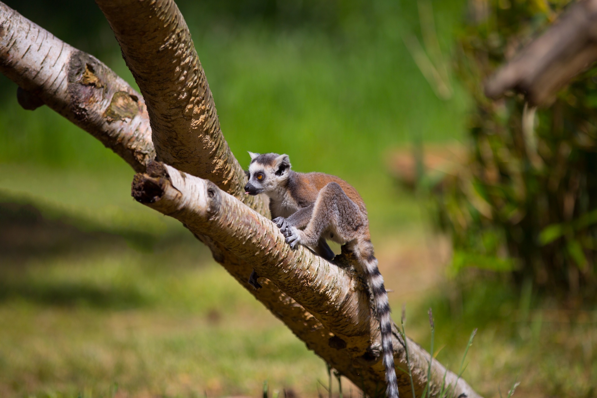 lemur park national free photo