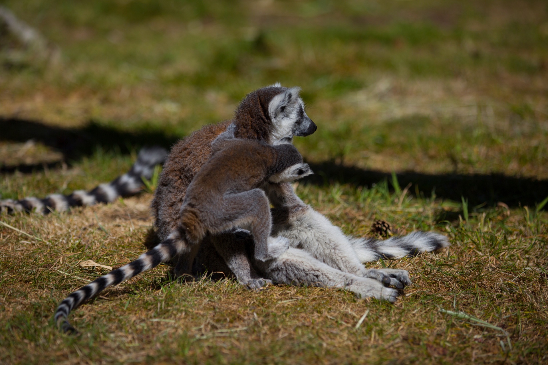 lemur park national free photo