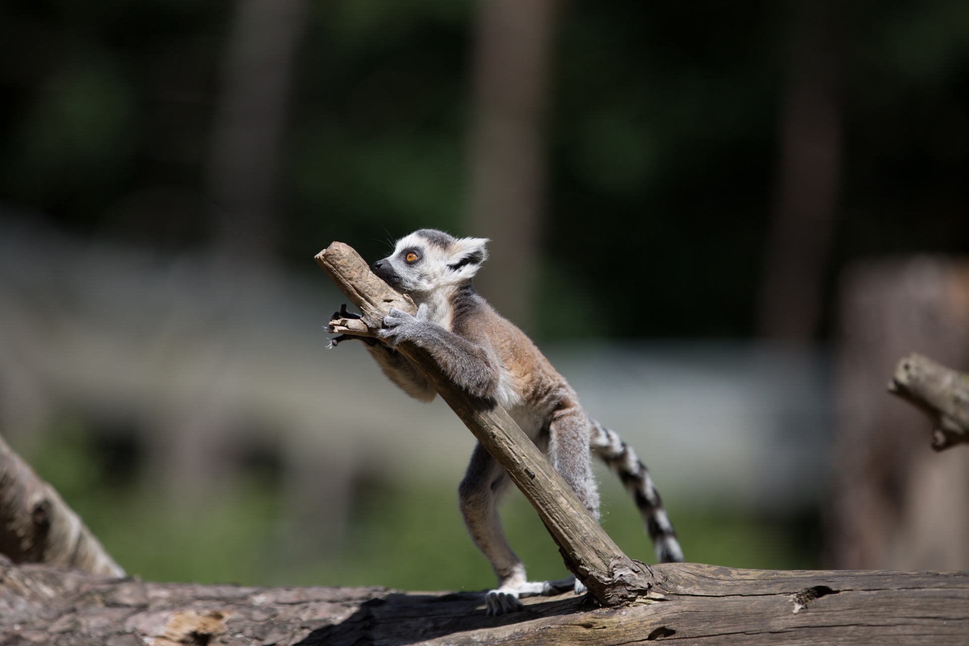 lemur park national free photo