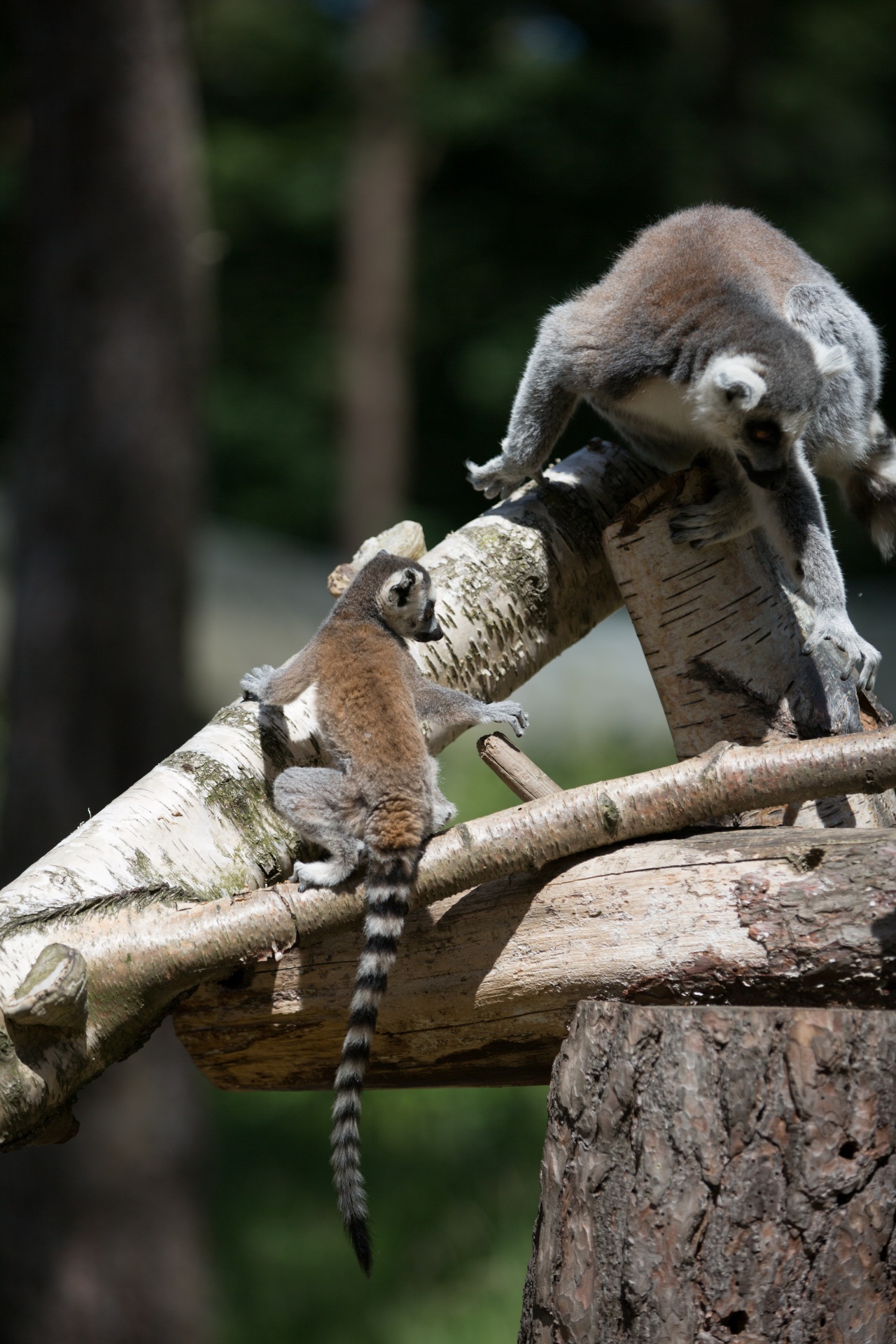 lemur park national free photo