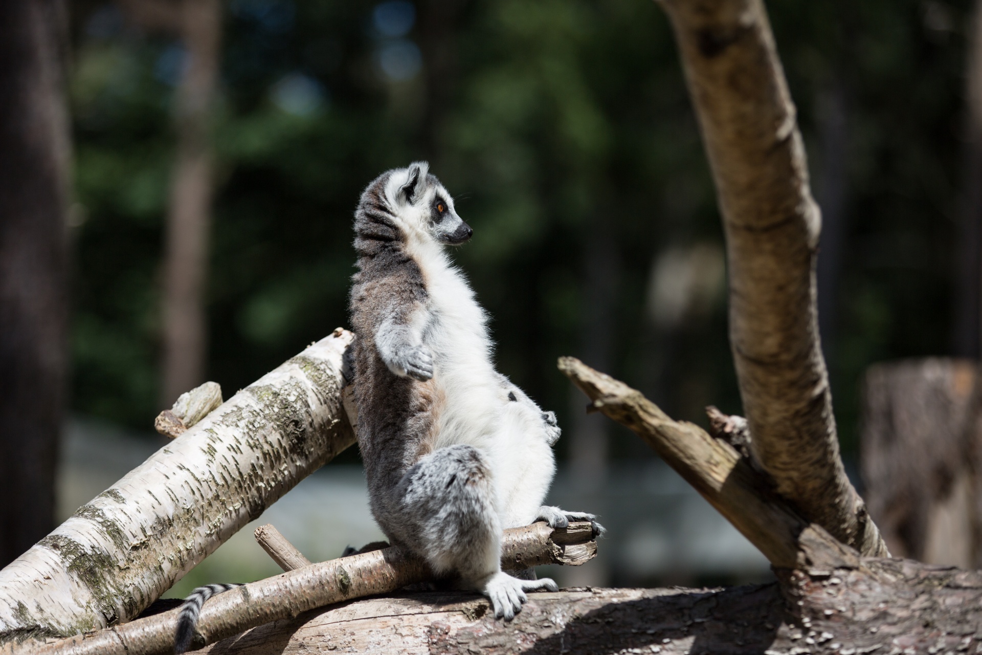 lemur park national free photo