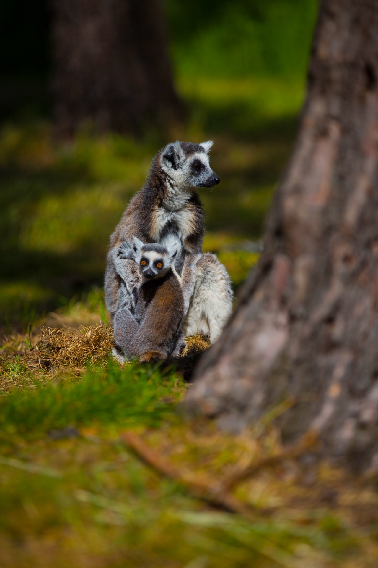 lemur park national free photo