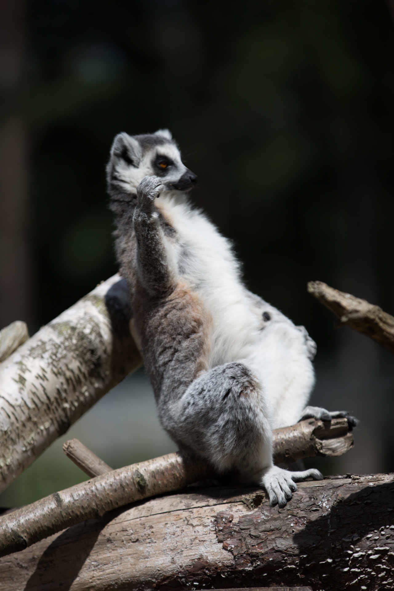 lemur park national free photo