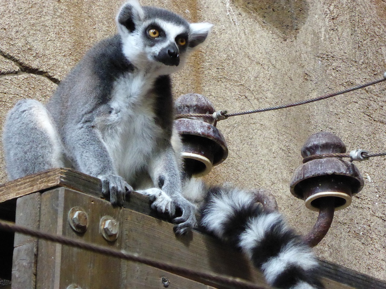 ring tailed lemur lemur grey free photo