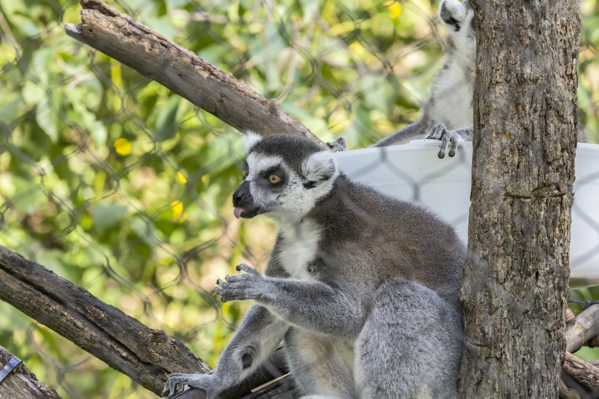 lemur catta ringtailed lemur primate free photo