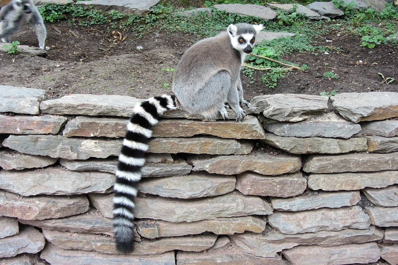 ring-tailed lemur long tail monkey free photo