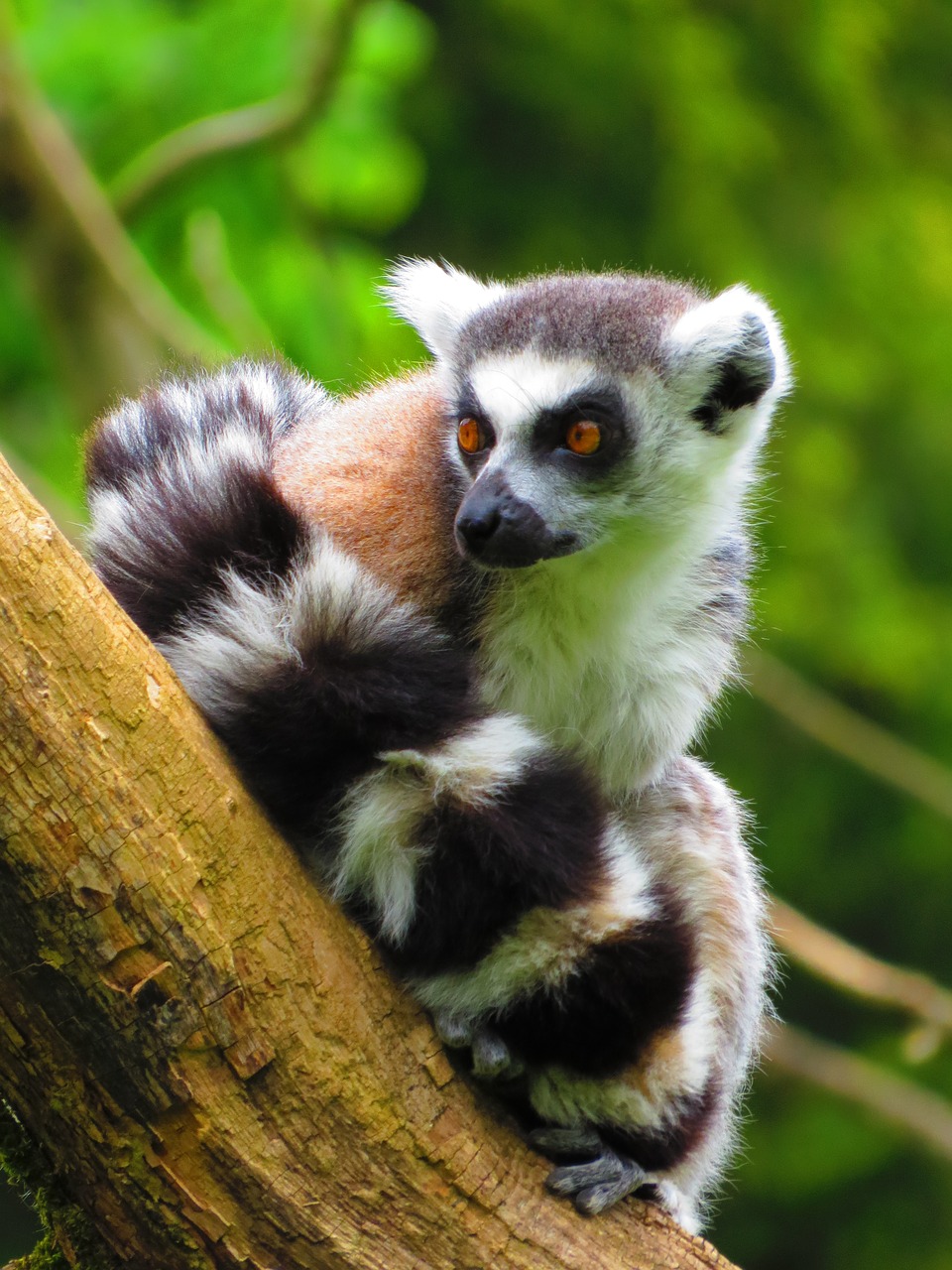 ring tailed lemur lemur mammal free photo