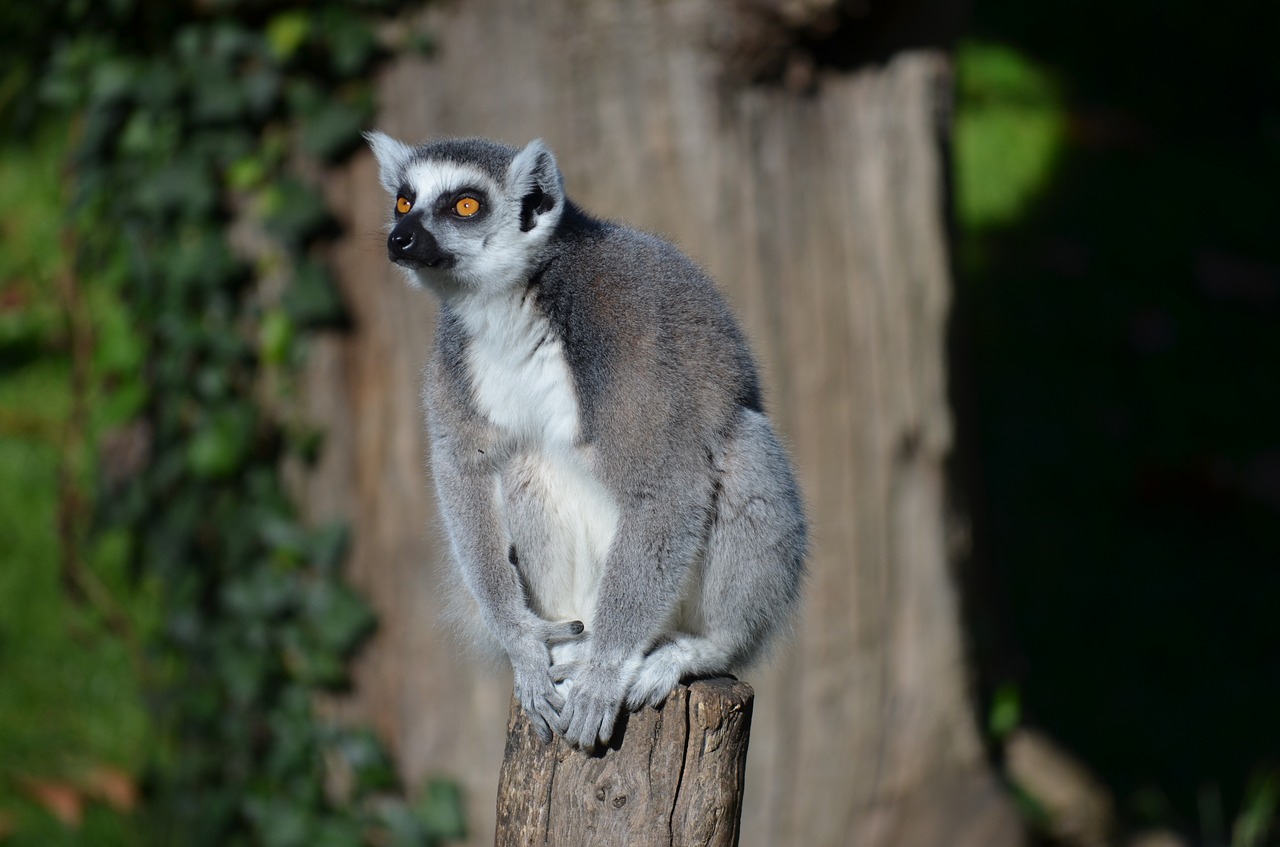 ring tailed lemur lemur zoo free photo