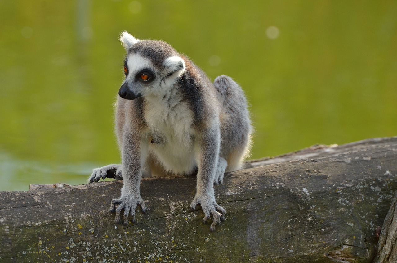 ring tailed lemur zoo lemurs free photo