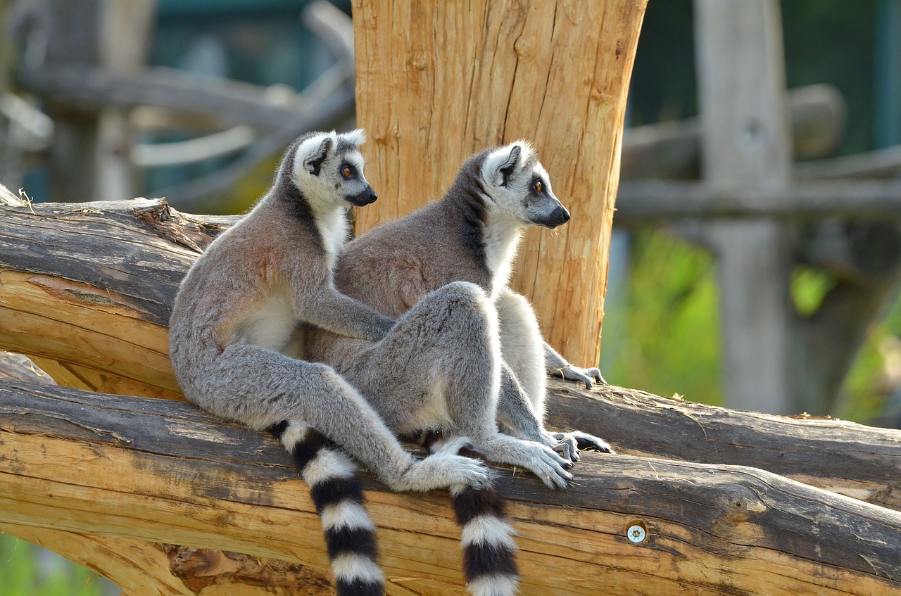 ring tailed lemur zoo lemurs free photo