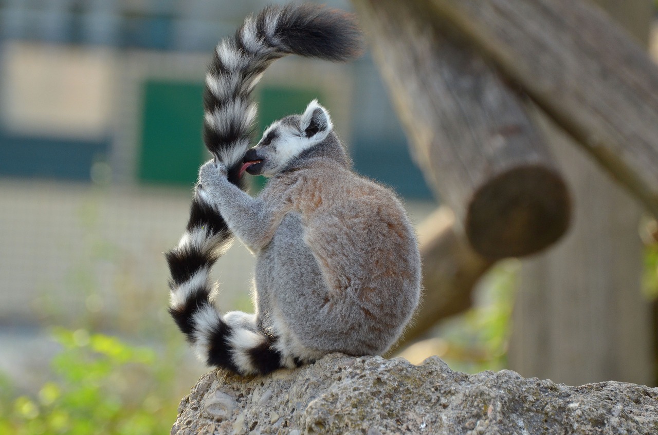 ring tailed lemur zoo lemurs free photo