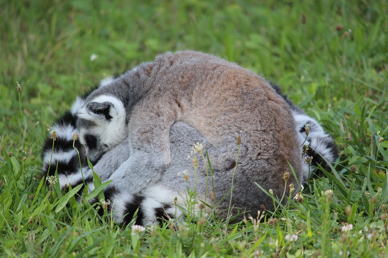 ring-tailed lemur katta lemus free photo