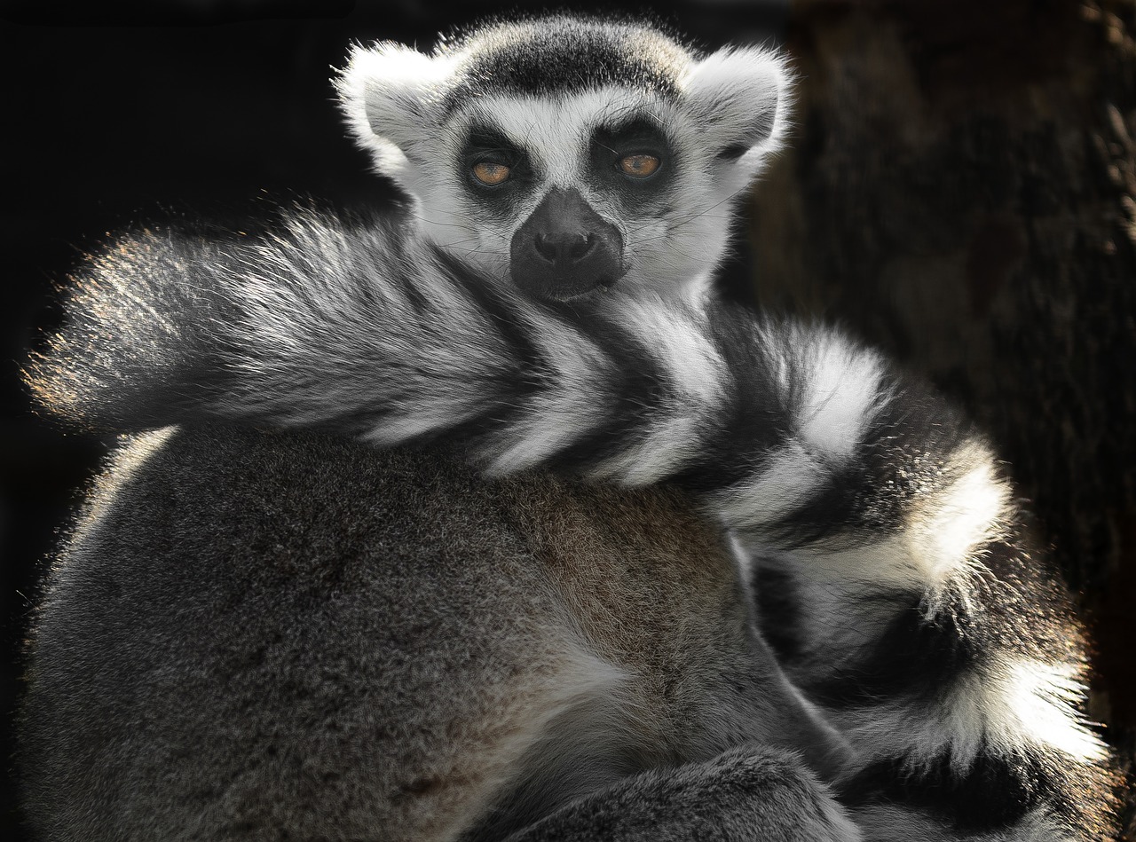 ring tailed lemur black and white cute free photo