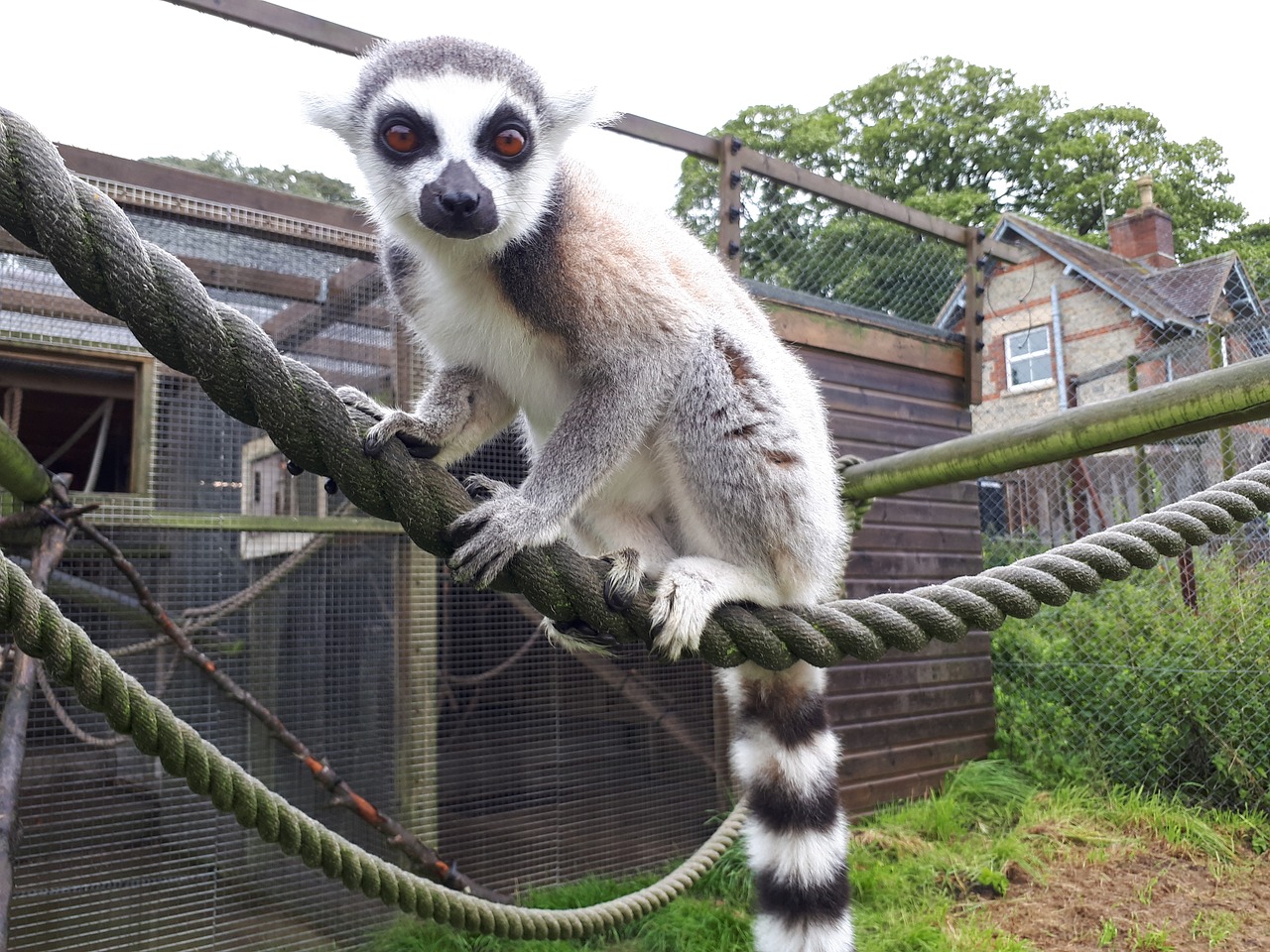 ring-tailed lemur mammal zoo free photo