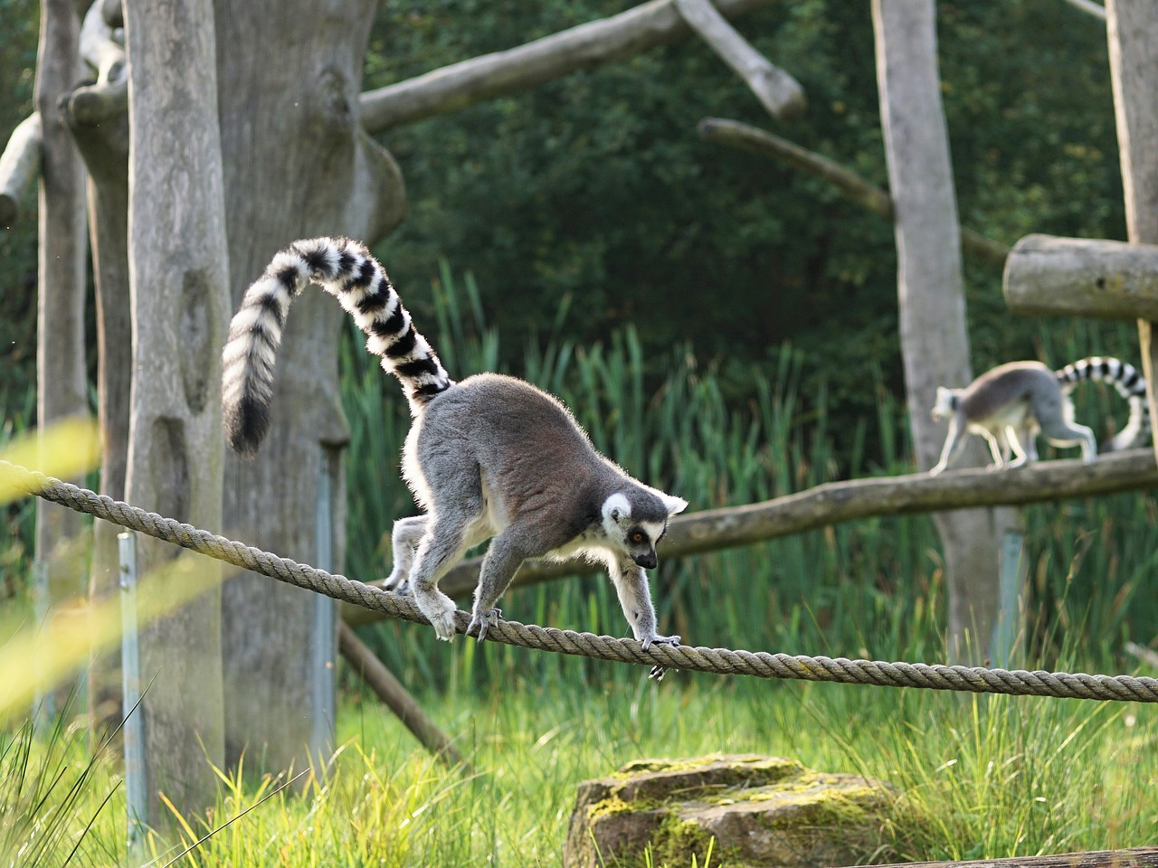 ring tailed lemur lemur madagascar free photo