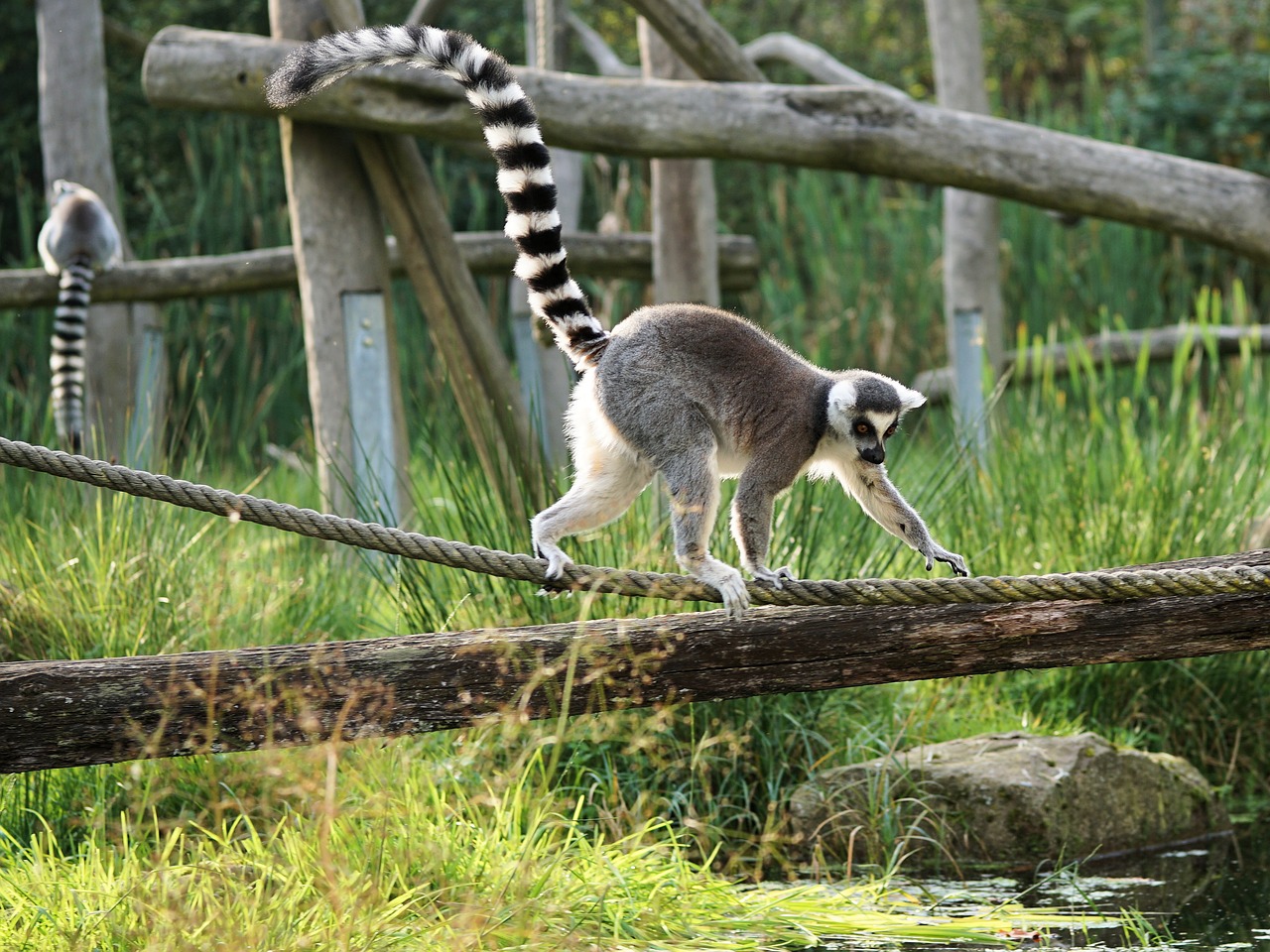 ring tailed lemur lemur madagascar free photo