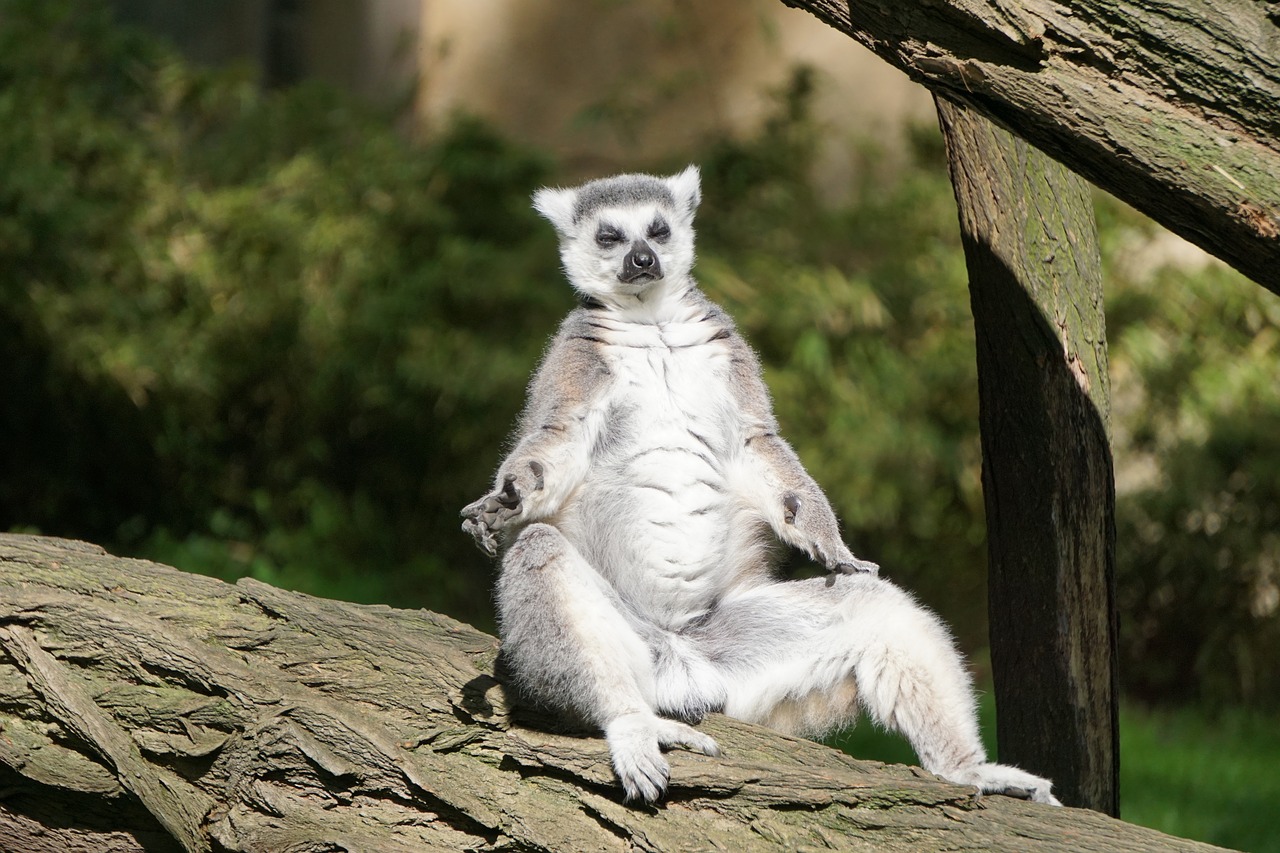 ring tailed lemur  zoo  madagascar free photo