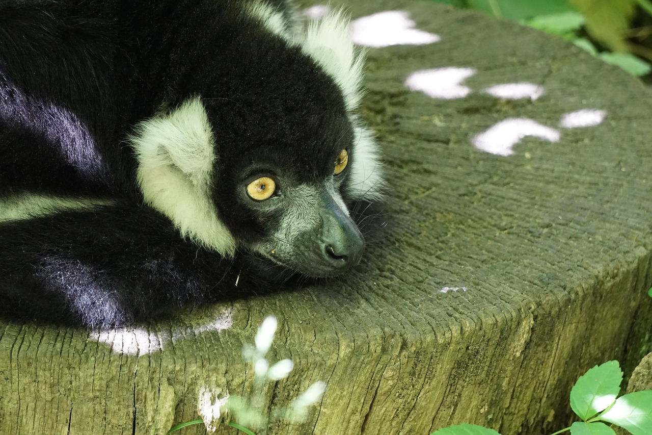 ring tailed lemur  zoo  madagascar free photo
