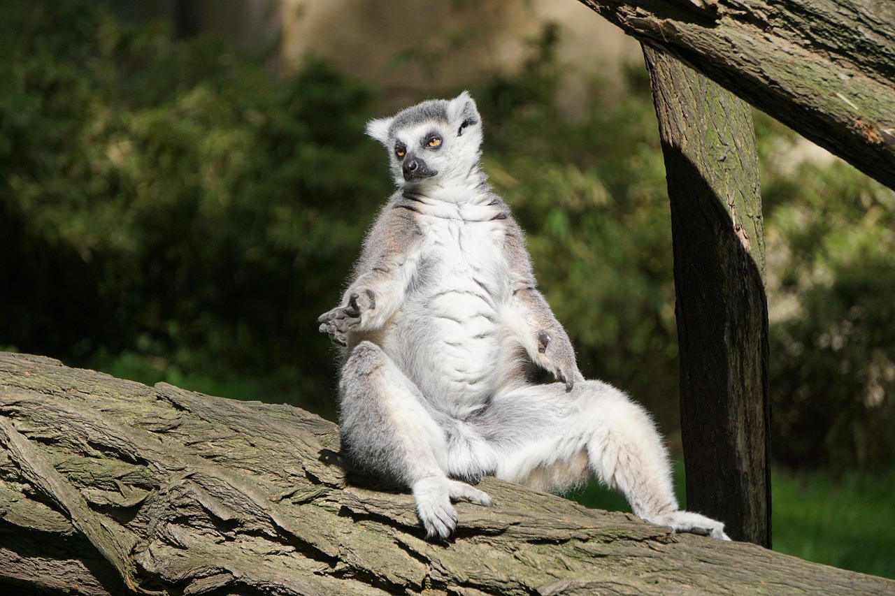 ring tailed lemur  fur  zoo free photo