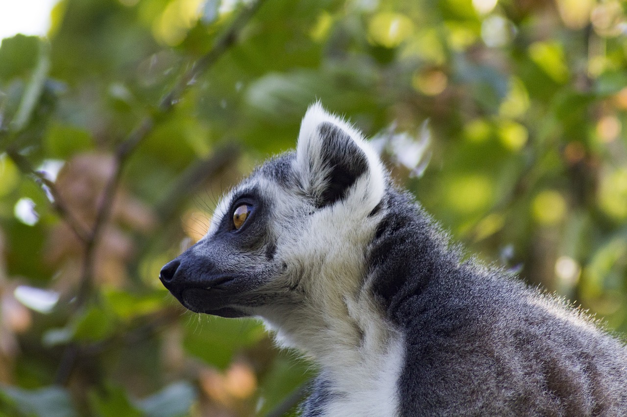 ring tailed lemur  zoo  lemur free photo